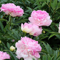 Paeonia Pink Giant02