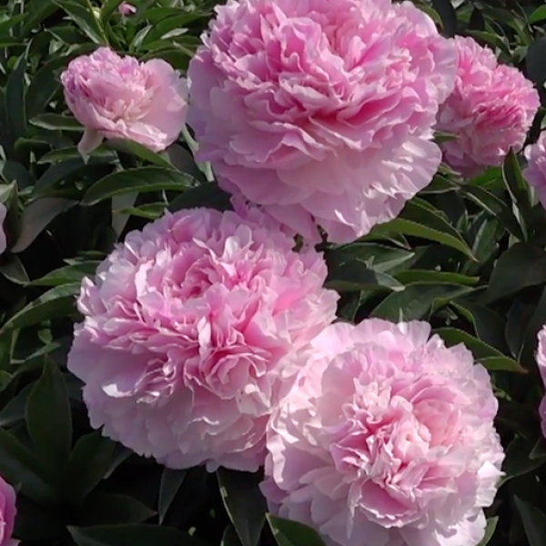 Paeonia Pink Giant3