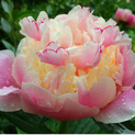 Paeonia Rhapsody02