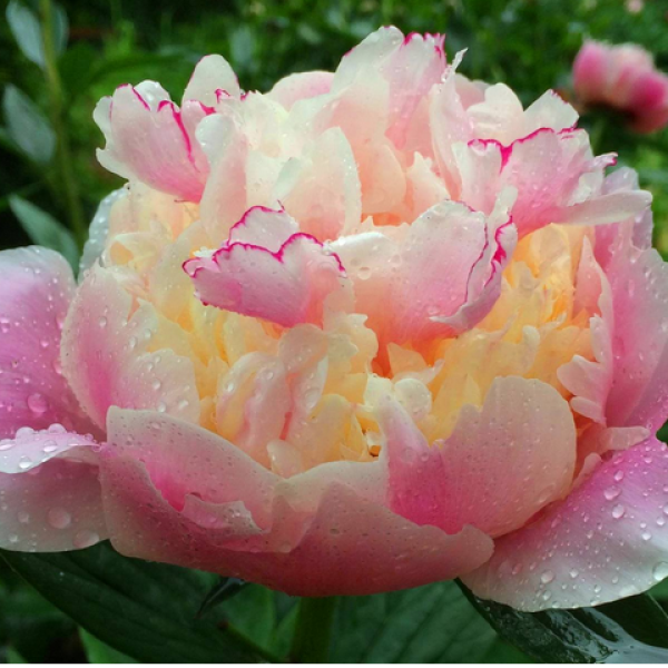 Paeonia Rhapsody2