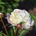 Paeonia Rhapsody01