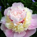 Paeonia Rhapsody00