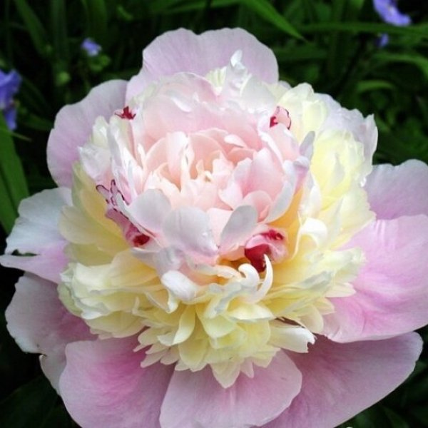 Paeonia Rhapsody