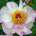 - Paeonia Tranquil Dove01