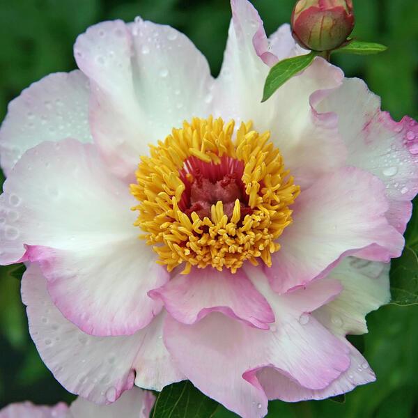 - Paeonia Tranquil Dove1