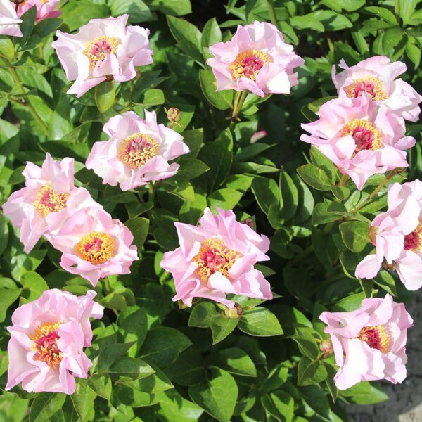 - Paeonia Tranquil Dove