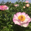 - Paeonia Tranquil Dove02