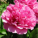 Paeonia Virginia Emerson02