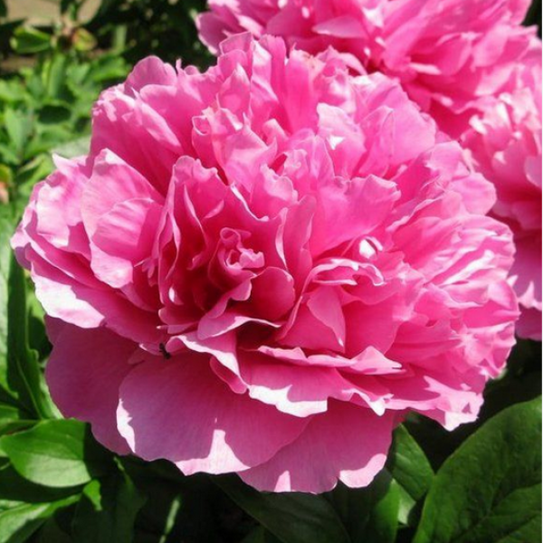 Paeonia Virginia Emerson2