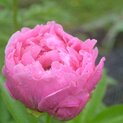 Paeonia Virginia Emerson01