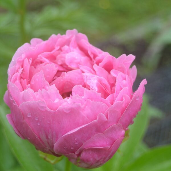 Paeonia Virginia Emerson - Питомник Хуторок