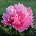 Paeonia Virginia Emerson00