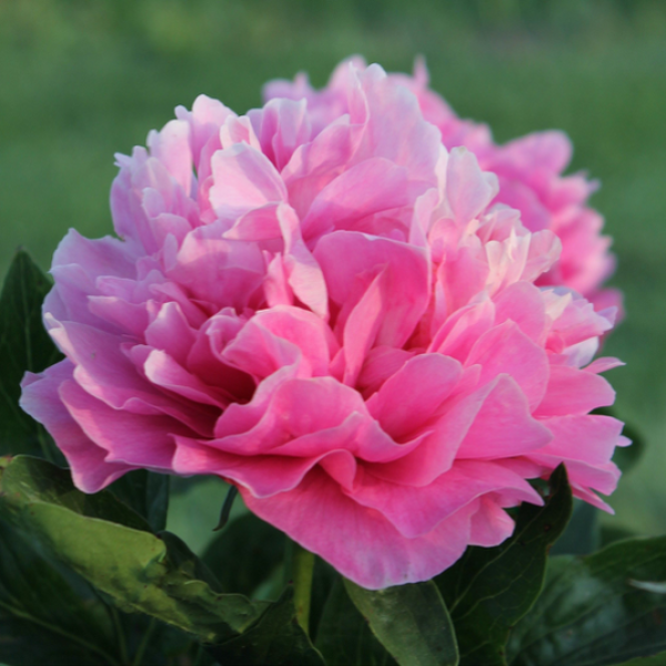 Paeonia Virginia Emerson