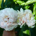 Paeonia Warm Clouds *премиум00