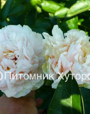 Paeonia Warm Clouds *премиум