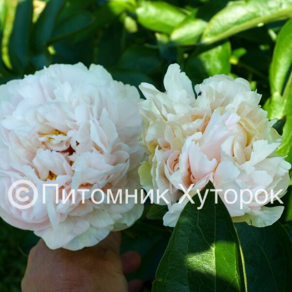 Paeonia Warm Clouds *премиум