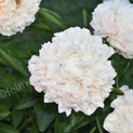 Paeonia Warm Clouds *премиум01