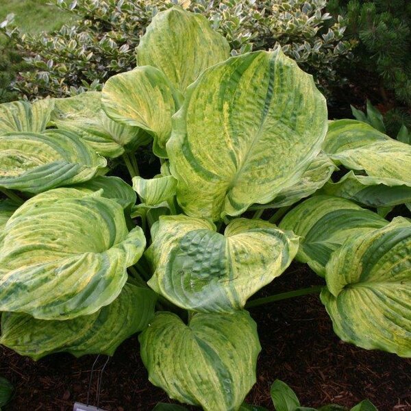 Hosta Gunther's Prize (XL) *премиум